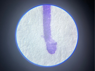 grafoscopia